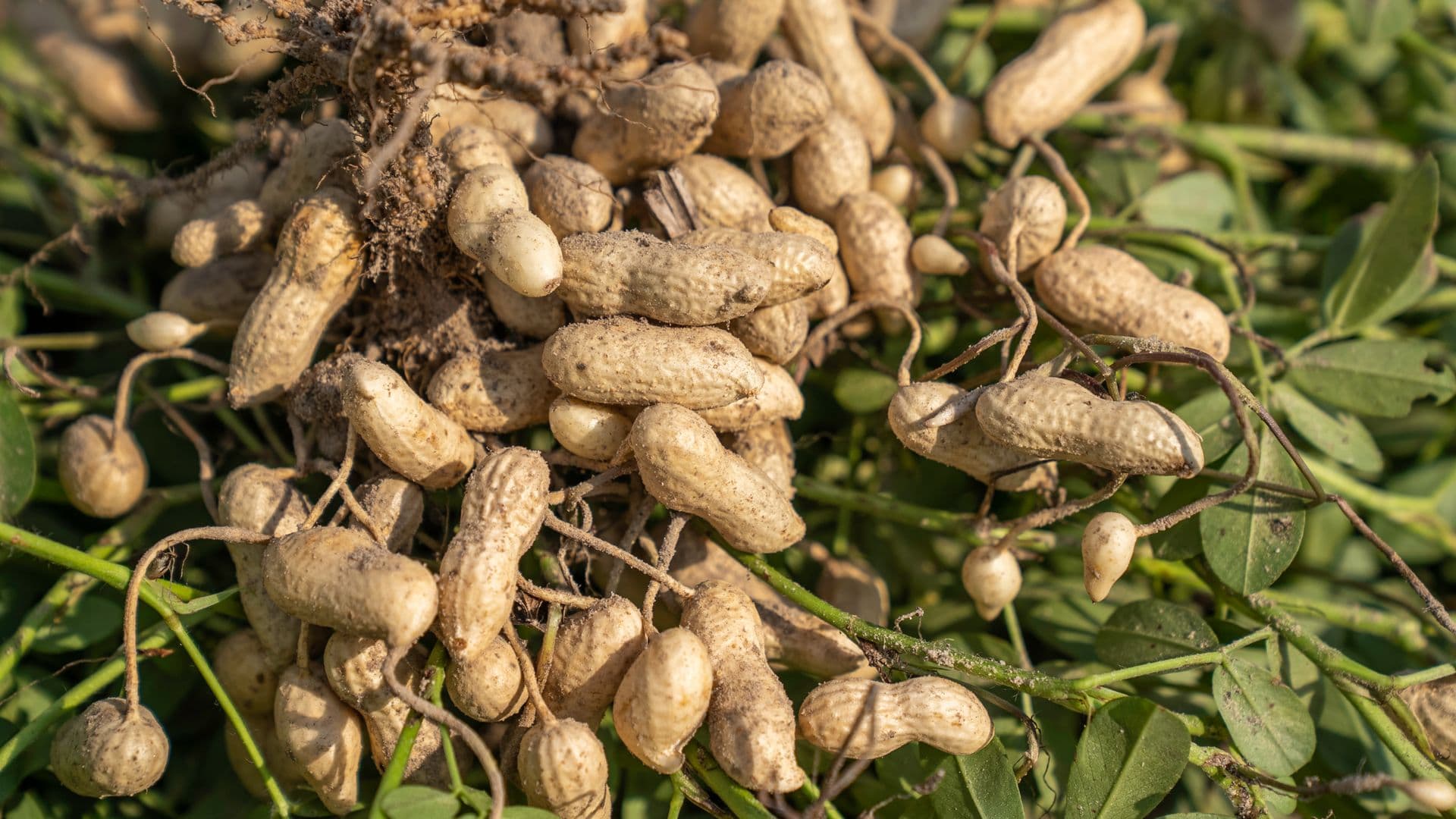 A peanut plant has been pulled from the soil, exposing multiple peanut pods attached to its roots.