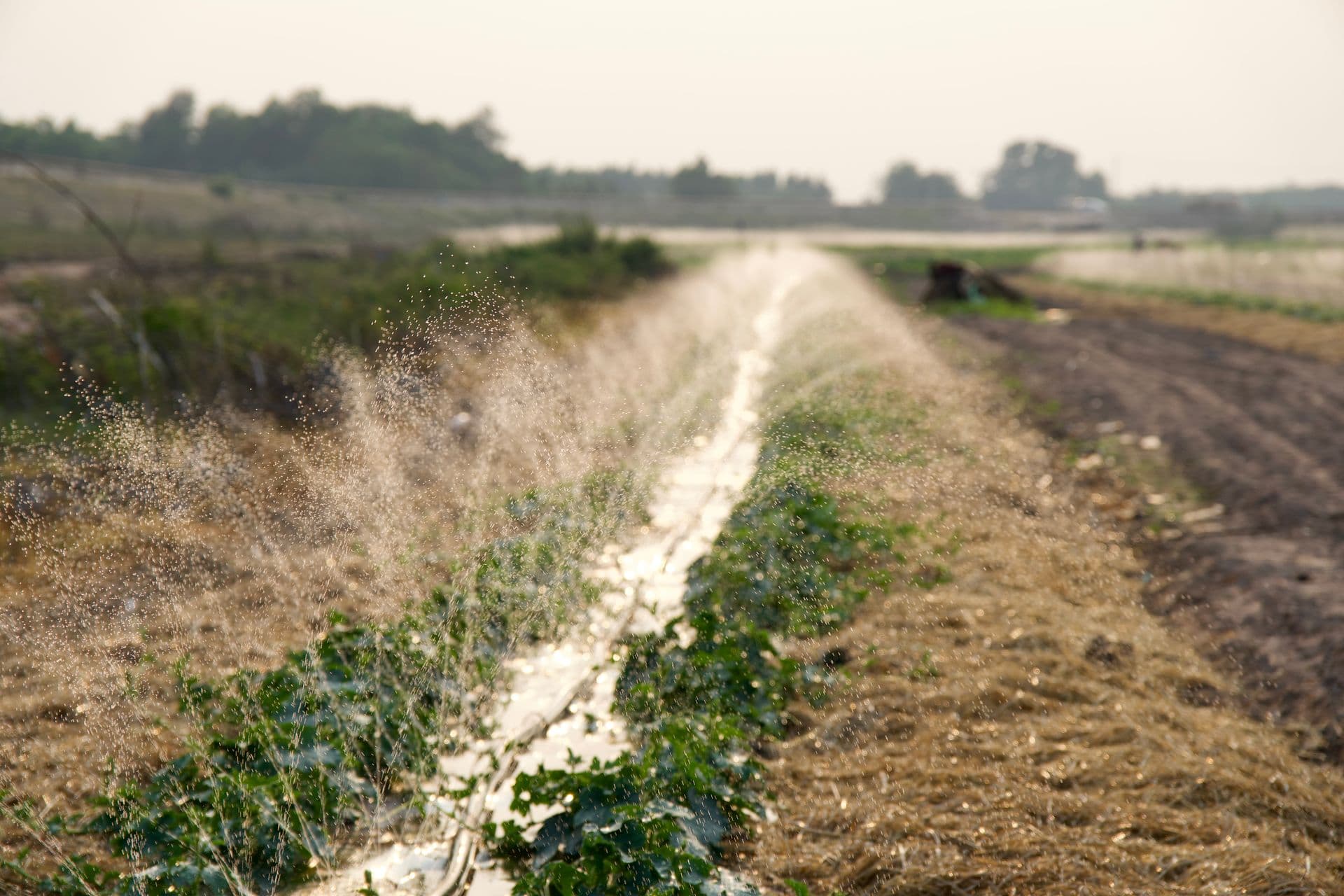 A cultivated agricultural field is being irrigated by a sprinkler system.